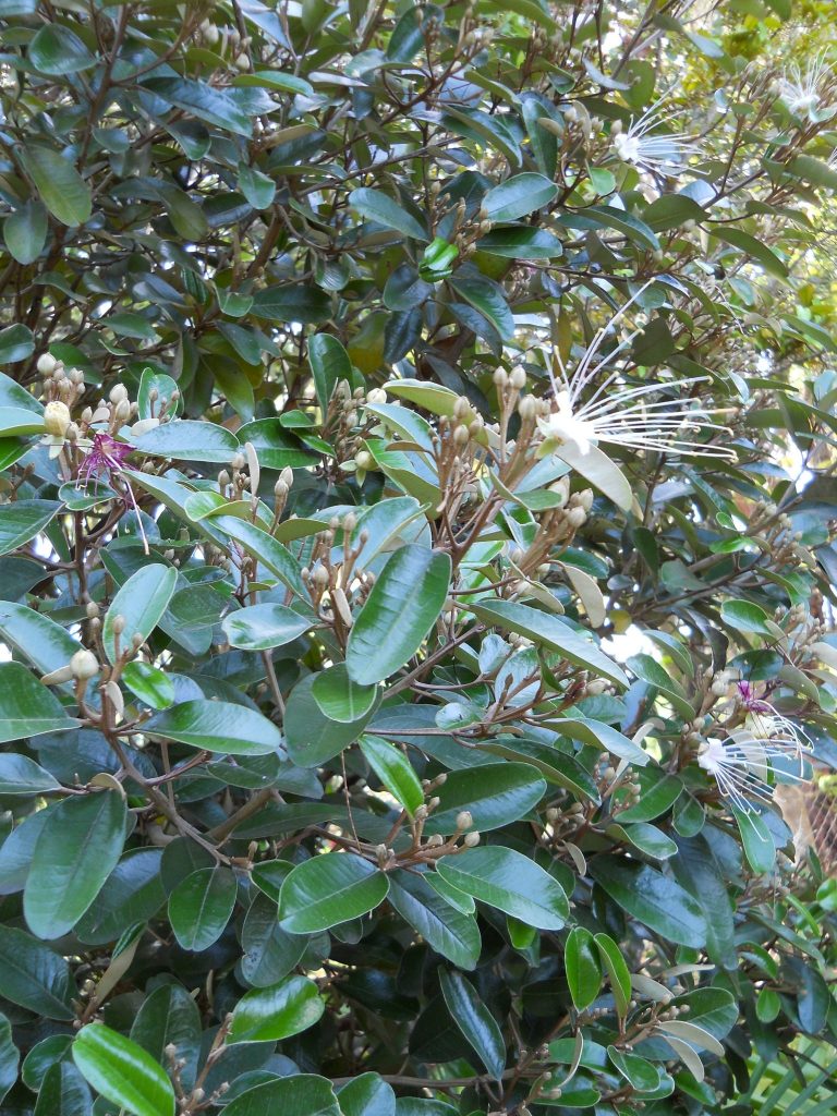 Capparis cynophallophora(Jamaican Caper5) Richard Lyons Nursery, Inc.
