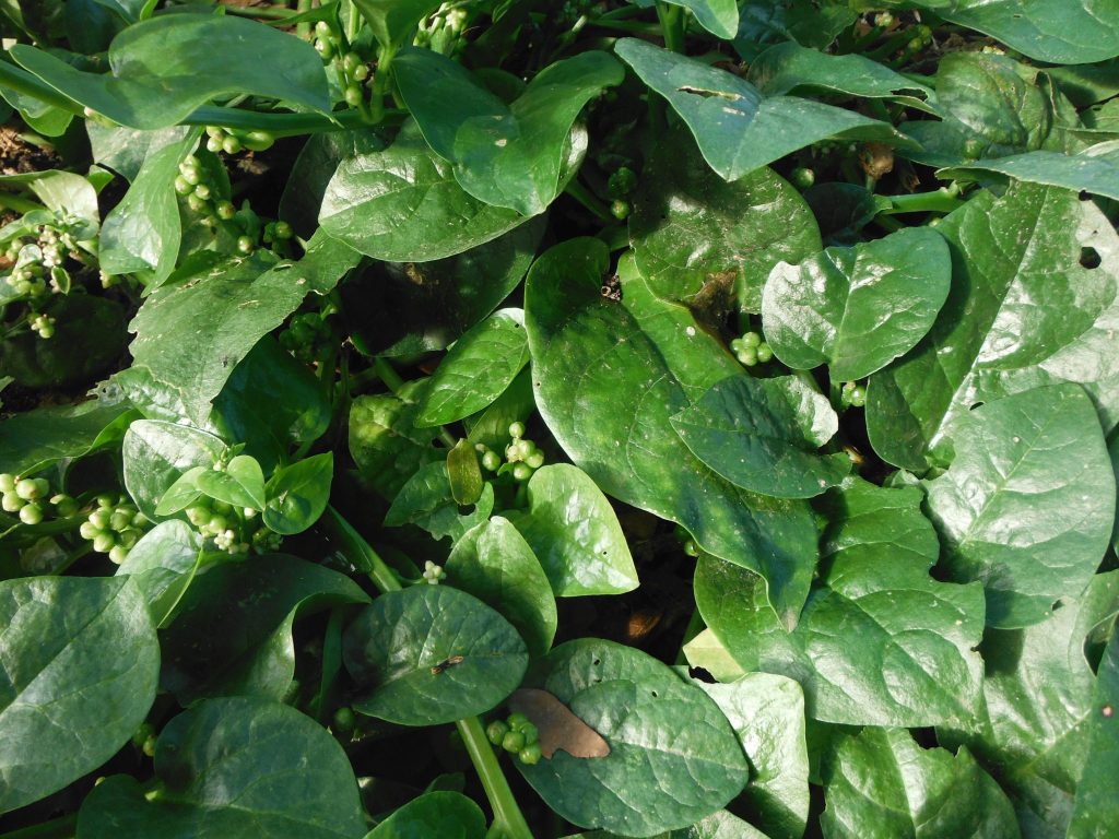 Malabar Climbing Spinach Richard Lyons Nursery, Inc.