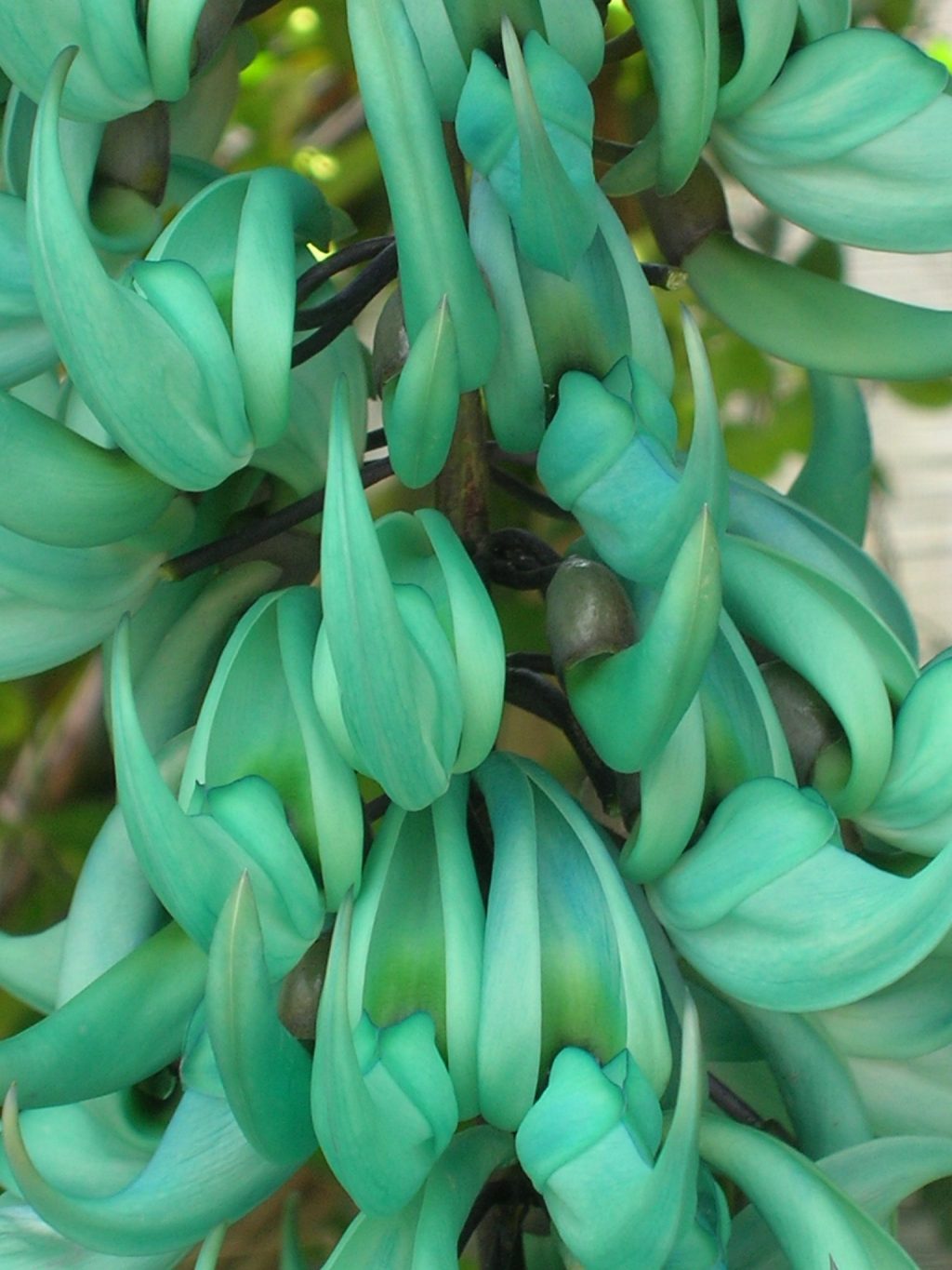 The Colorful Jade Vines Richard Lyons Nursery, Inc.