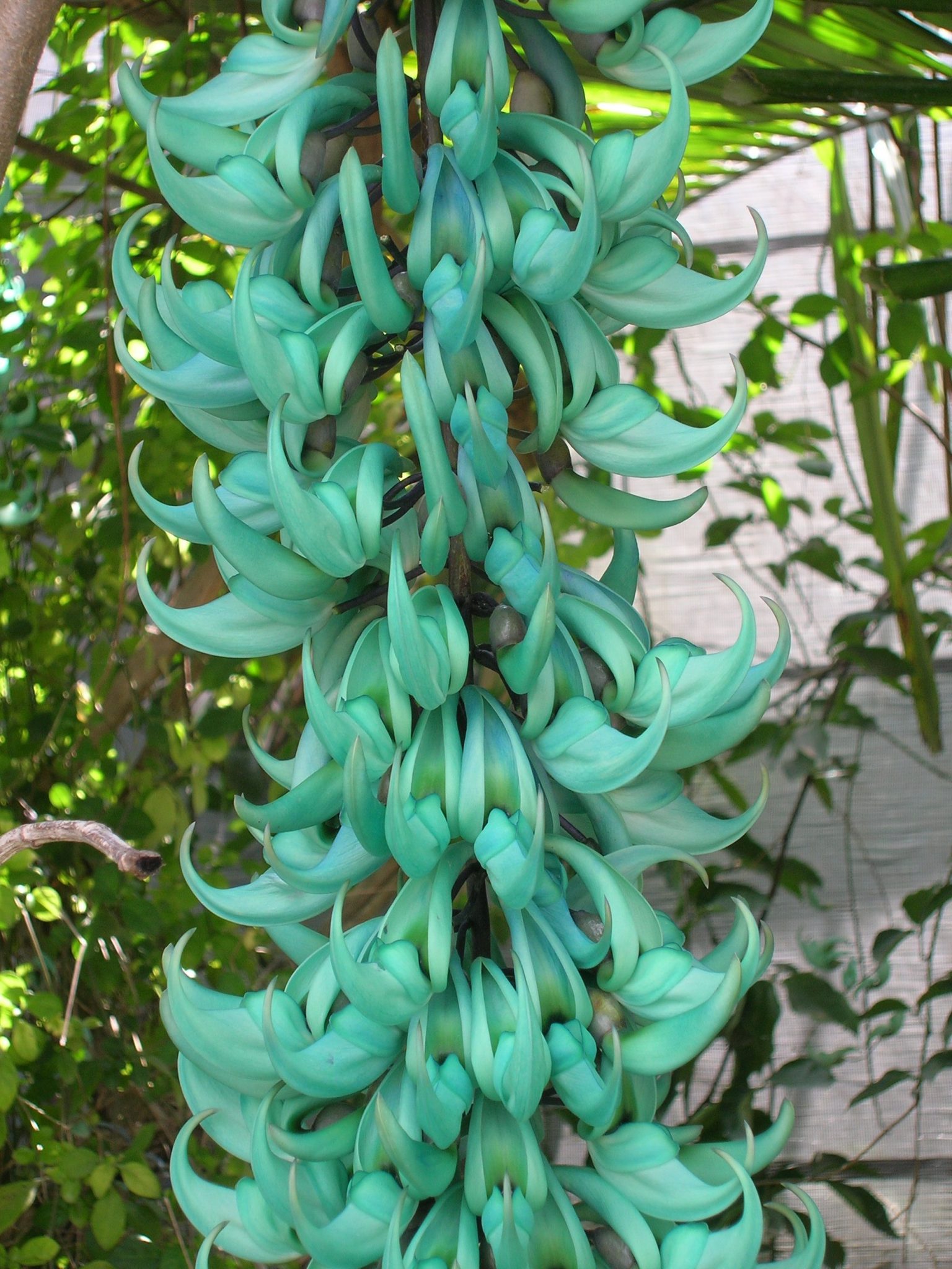 Strongylodon macrobotrys (Jade Vine4) - Richard Lyons Nursery, Inc.