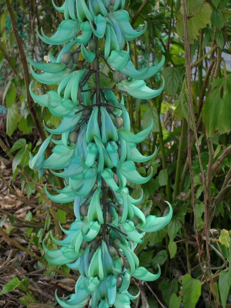 Strongylodon macrobotrys (Jade Vine9) Richard Lyons Nursery, Inc.