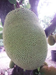 Artocarpus-heterophyllus Jackfruit