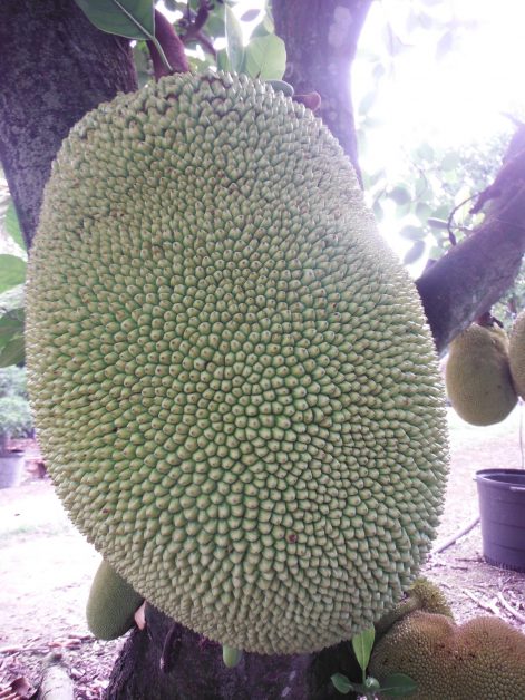 Artocarpus-heterophyllus Jackfruit