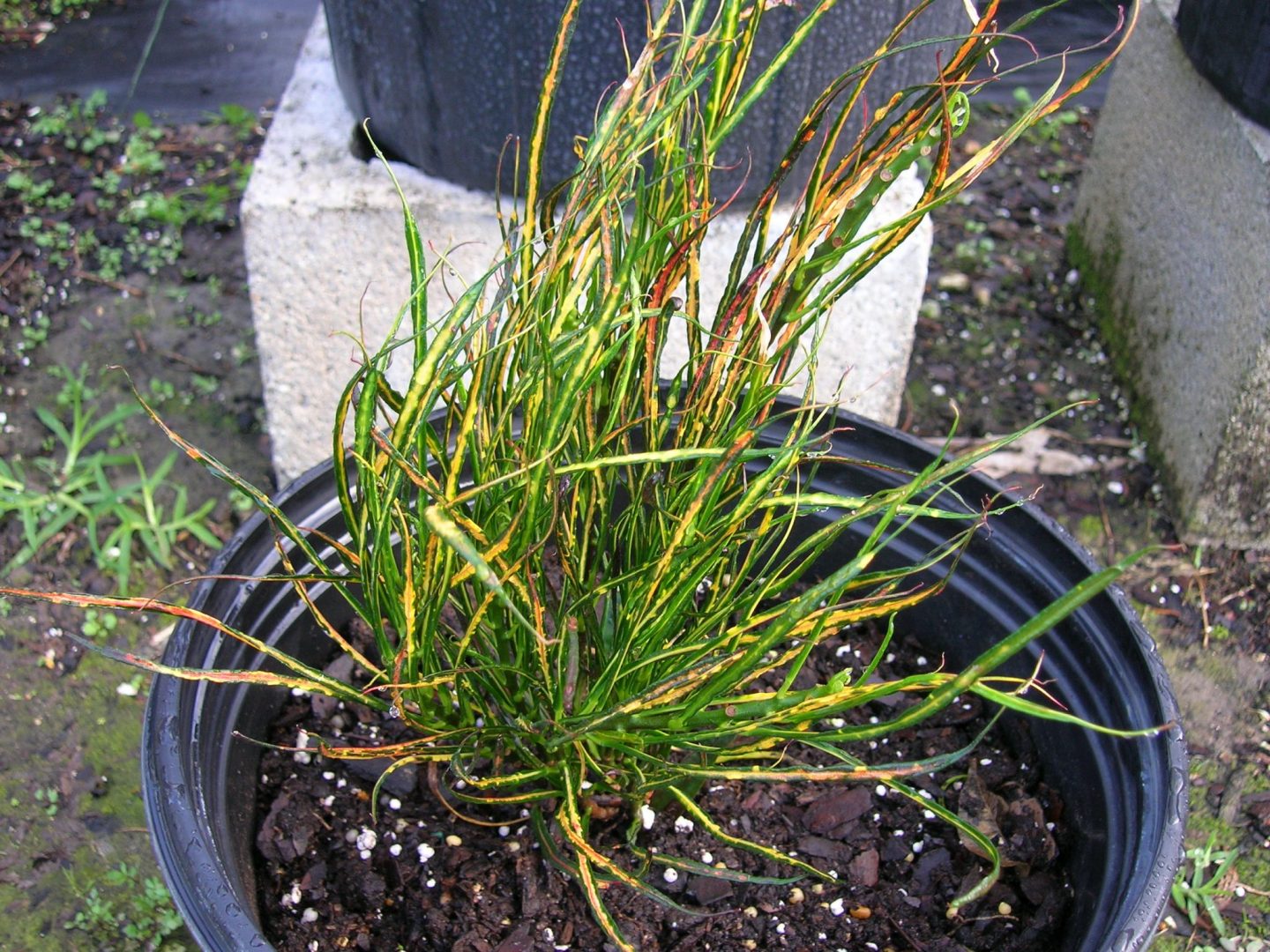Codiaeum variegatum 'Picasso's Paintbrush' (Croton) Richard Lyons