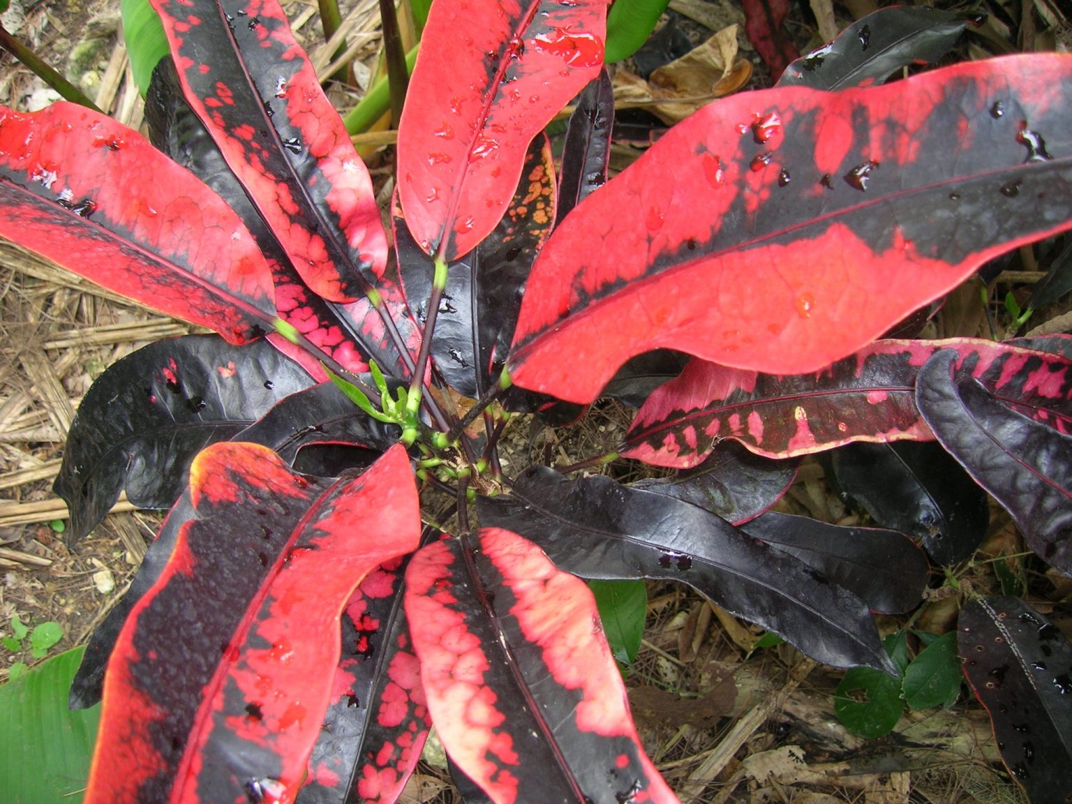 The Versatile Crotons Richard Lyons Nursery, Inc.