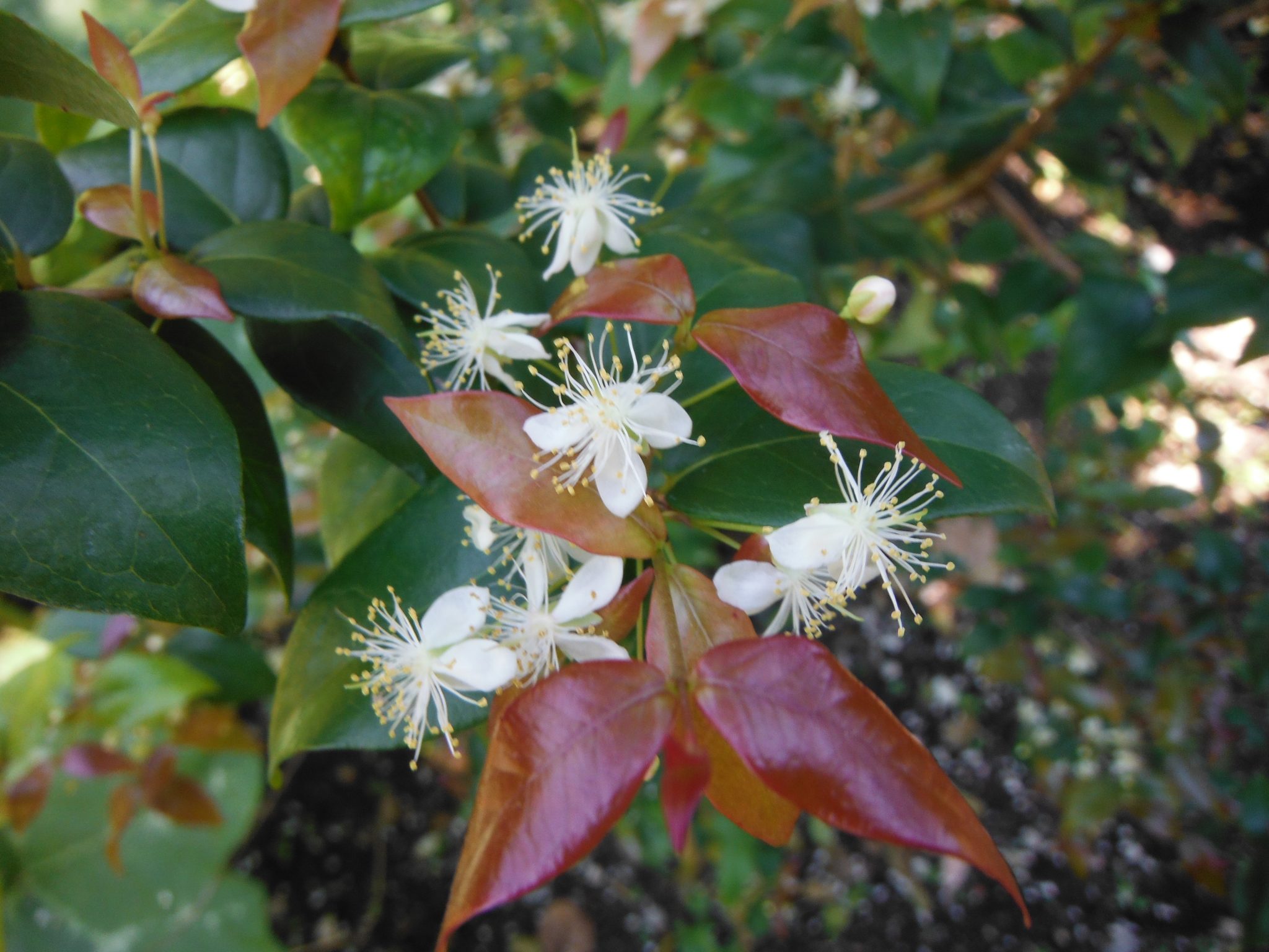 Eugenia uniflora(Surinam Cherry) (2) - Richard Lyons Nursery, Inc.