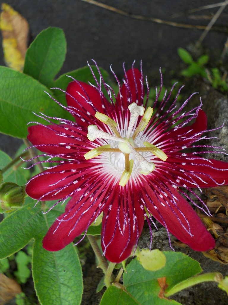 Passiflora 'Lady Margaret'(Lady Margaret Passion Flower) Richard