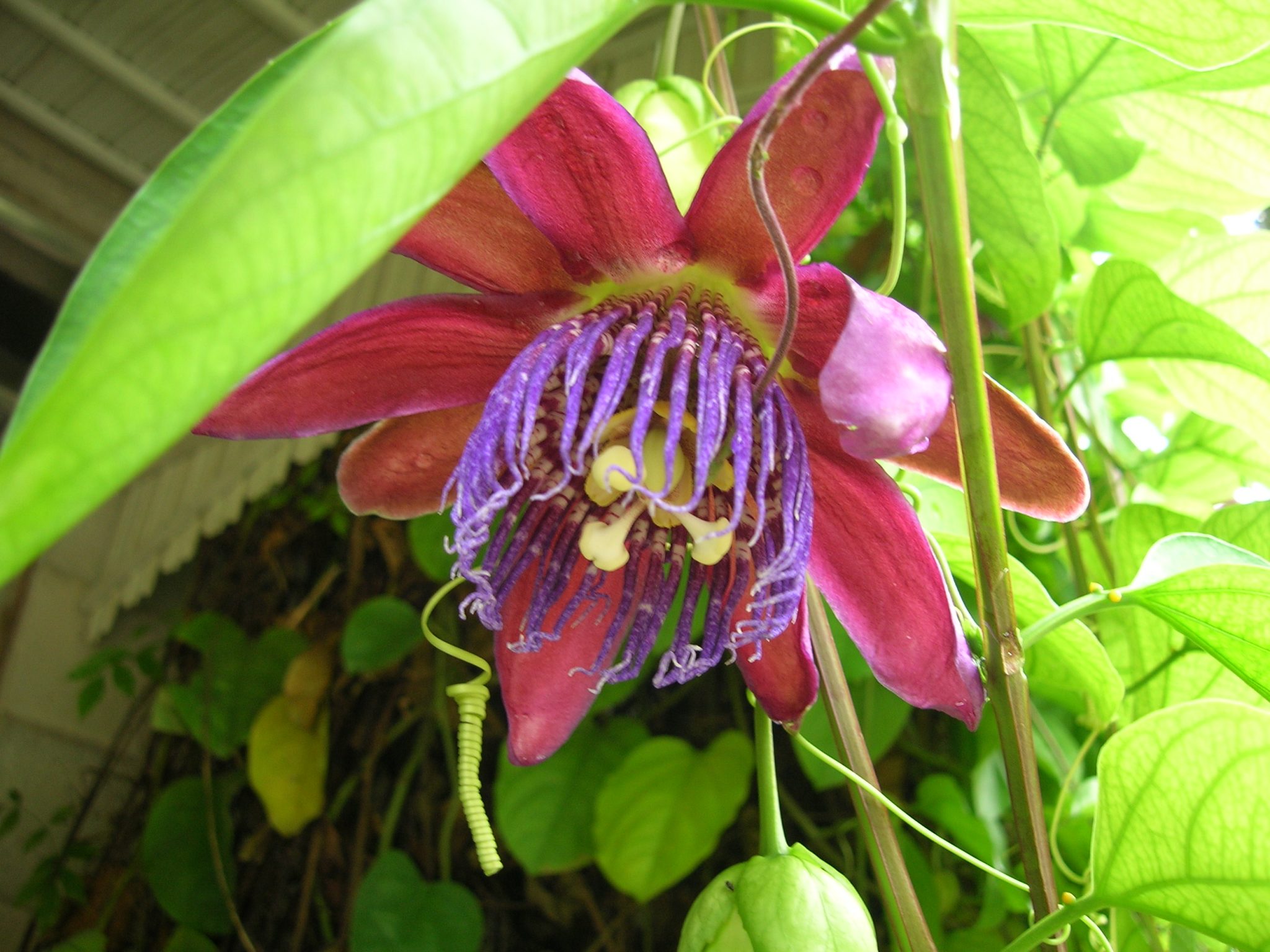 Passiflora alata : Winged-stem passion flower