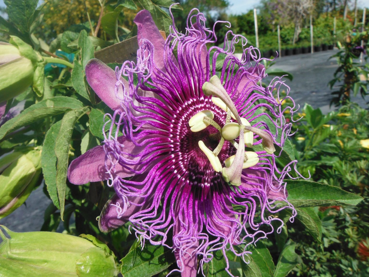 Passiflora incarnata x P. cincinnata 'Incense'(Incense Passion Vine1