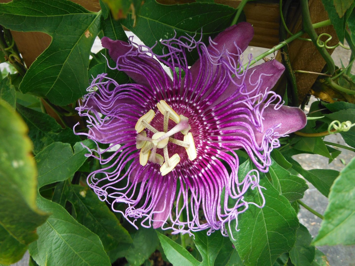 Passiflora incarnata x P. cincinnata 'Incense'(Incense Passion Vine4