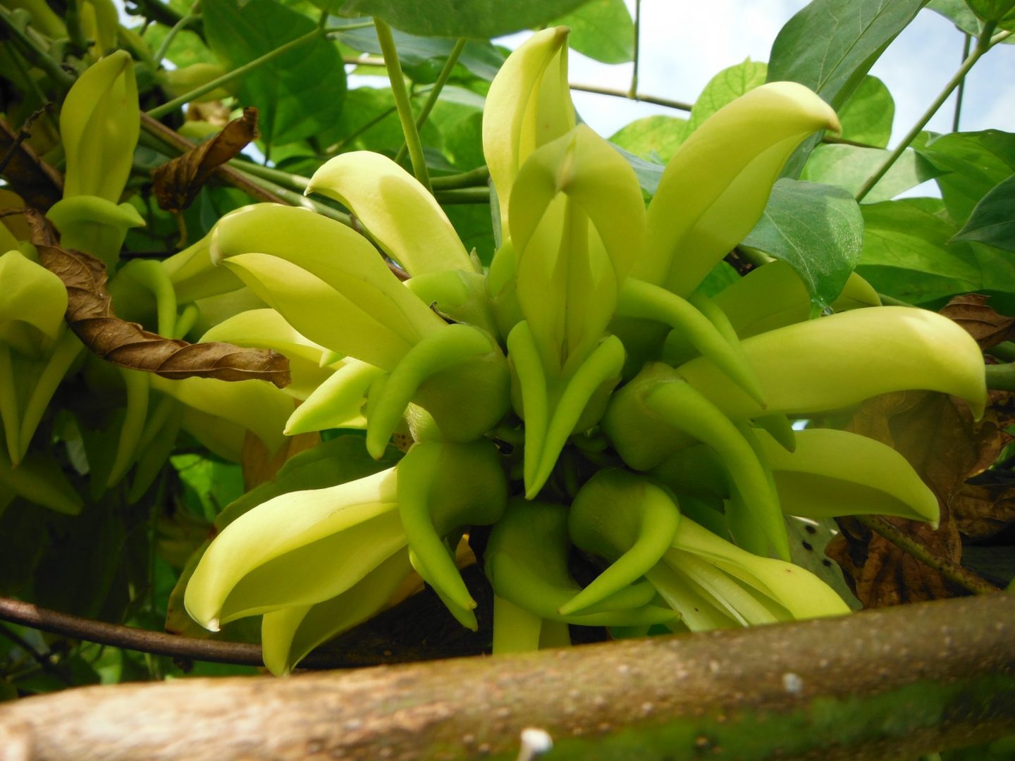 The Colorful Jade Vines Richard Lyons Nursery, Inc.