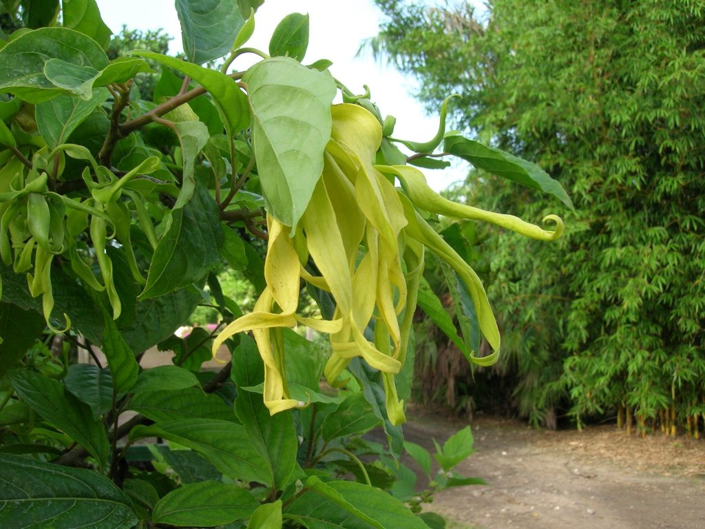Cananga odorata var. fruticosa(Dwarf Ylang Ylang) Richard Lyons Nursery, Inc.