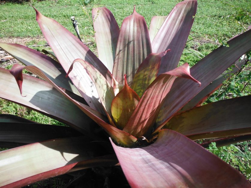 The Imperial Bromeliad (Alcantarea imperialis) - Richard The Imperial Bromeliad (Alcantarea imperialis) - Richard