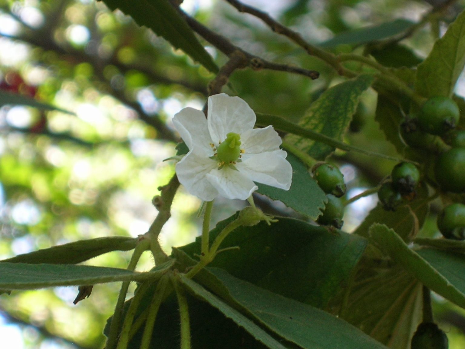 Strawberry Tree (Muntingia calabura) Richard Lyons Nursery, Inc.
