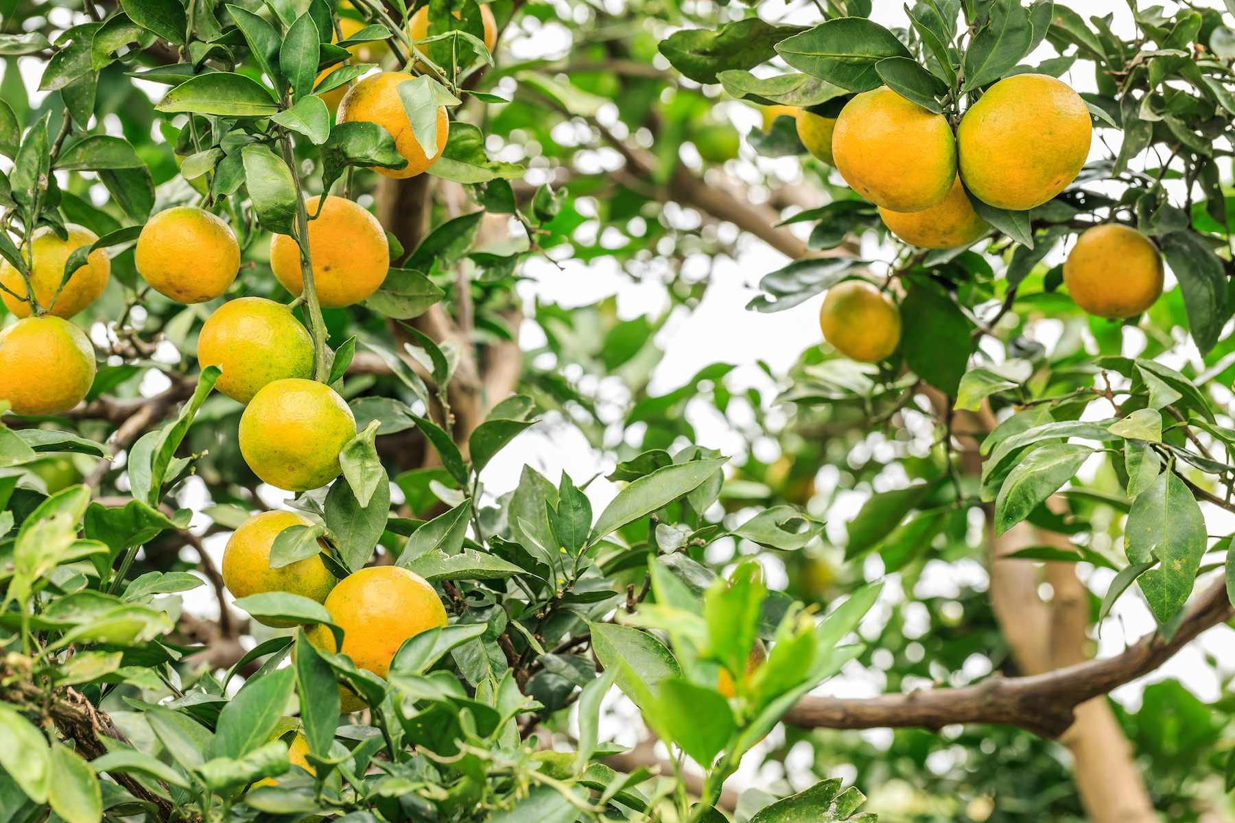 Richard Lyons Nursery no longer sells citrus trees.