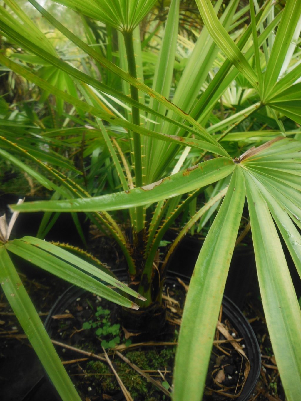 Livistona nitida(Carnarvon Palm2) Richard Lyons Nursery, Inc.