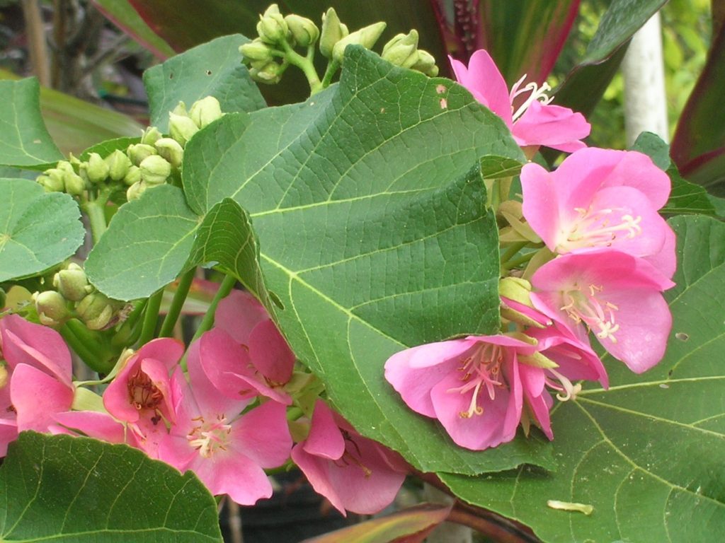 Dombeya burgessiae 'Seminole' (Tropical Rose Hydrangea1) - Richard ...