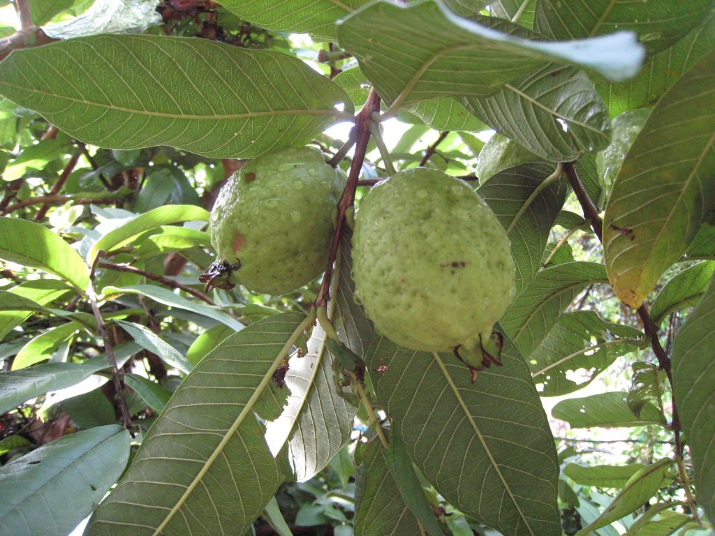 Psidium Guajava Ruby Supreme Guava Tree Richard Lyons Nursery Inc Psidium Guajava Ruby Supreme Guava Tree