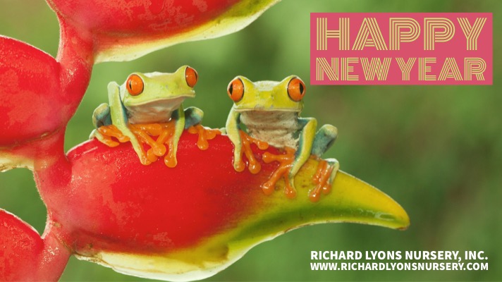 Happy New Year 2019. Photo of two frogs on a flower.