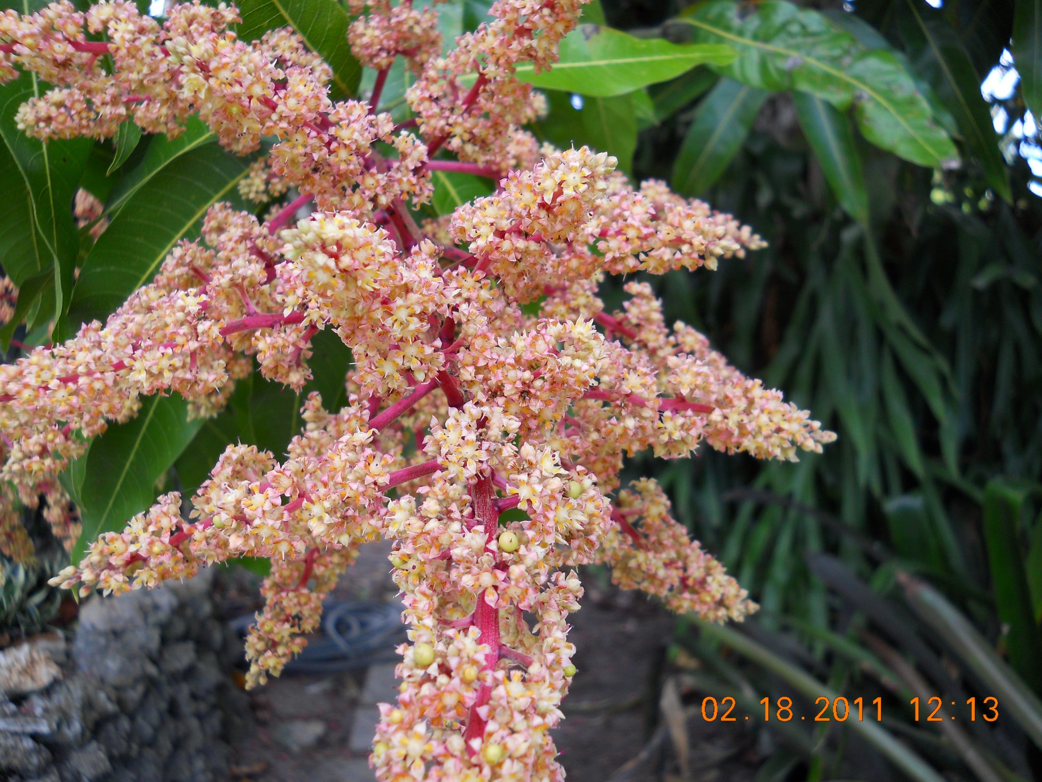 Mango Tree in Bloom (Mangifera indica L.) - Macros of the …