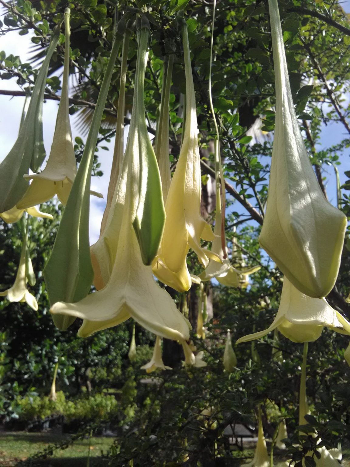 Catesbaea spinosa(Lily Thorn Tree) Richard Lyons Nursery, Inc.