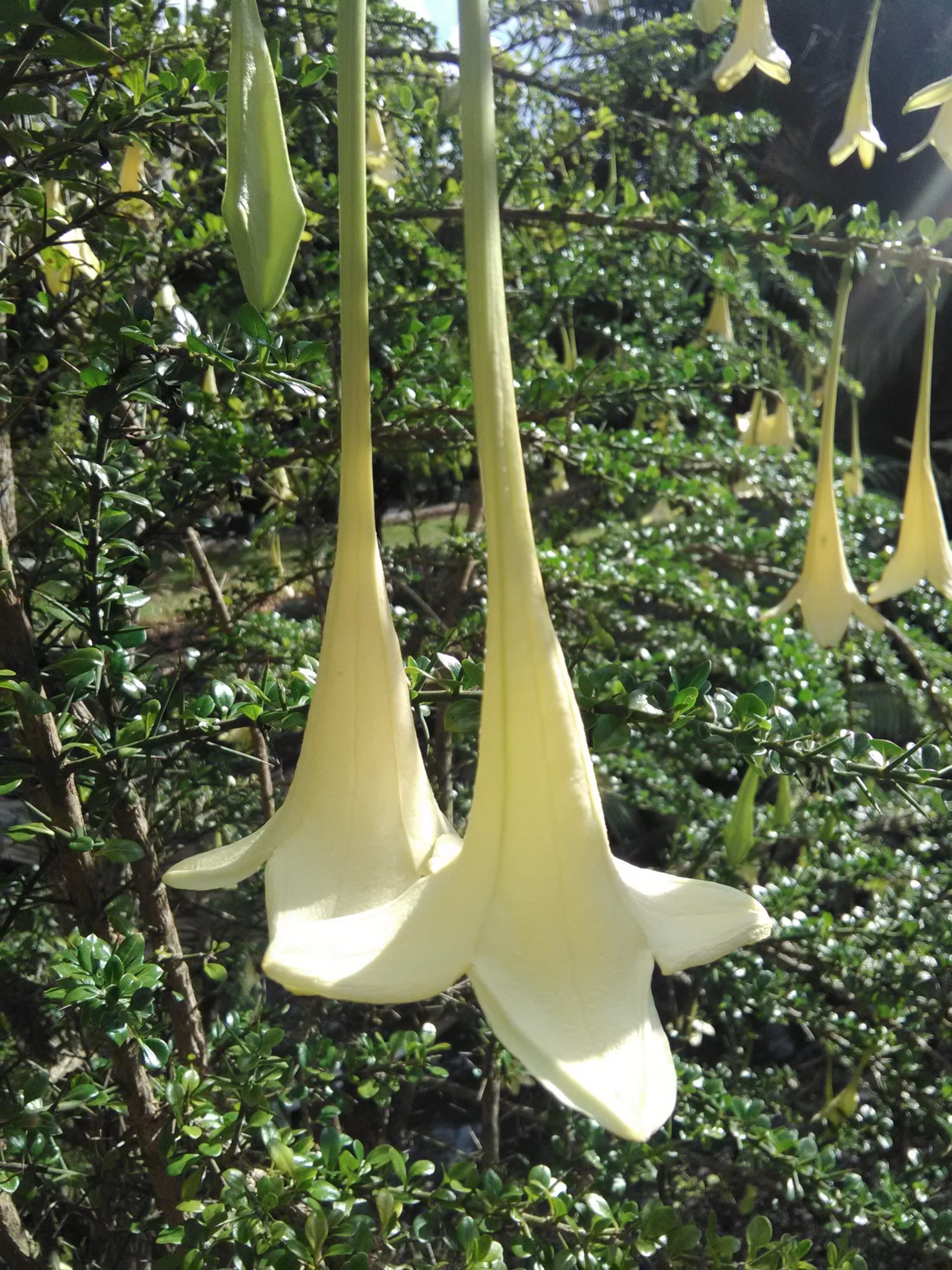 Catesbaea spinosa(Lily Thorn Tree2) Richard Lyons Nursery, Inc.