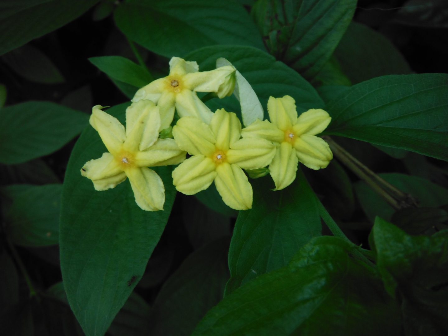 Mussaenda lutea(Dwarf Yellow Mussaenda2) Richard Lyons Nursery, Inc.