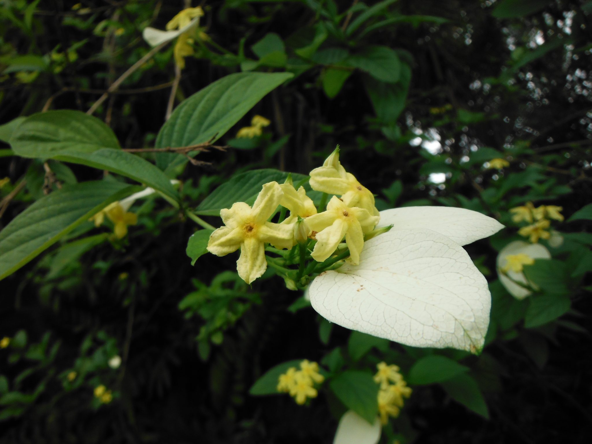 Mussaenda lutea(Dwarf Yellow Mussaenda5) Richard Lyons Nursery, Inc.
