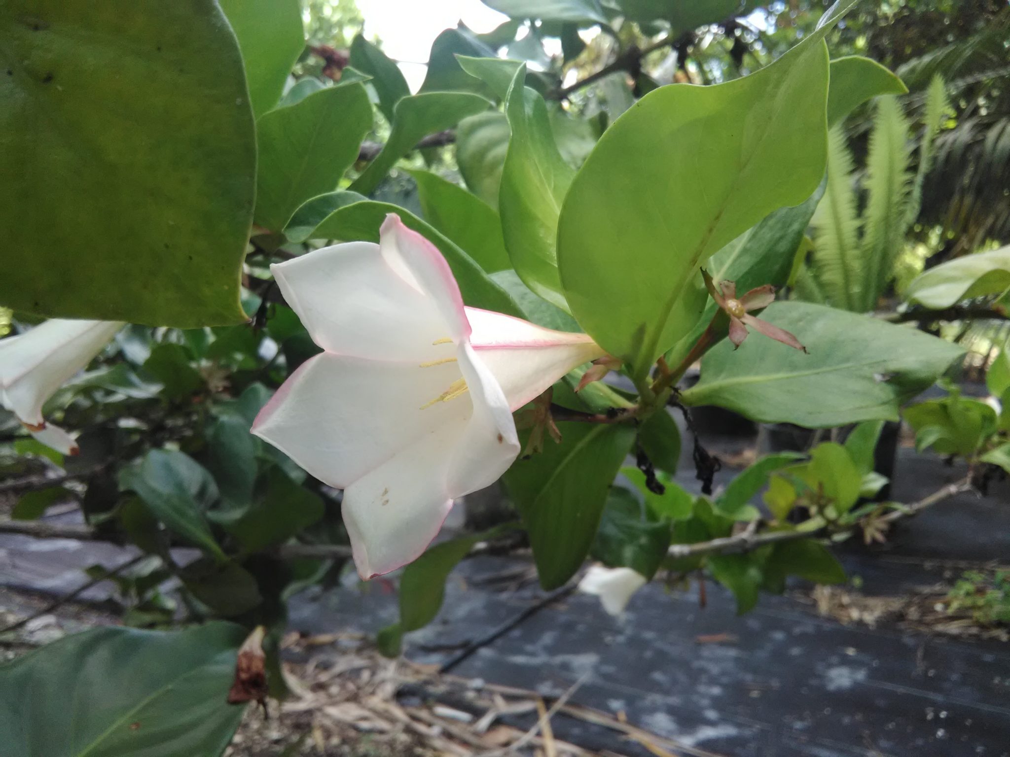 Portlandia grandiflora(Tree Lily) Richard Lyons Nursery, Inc.