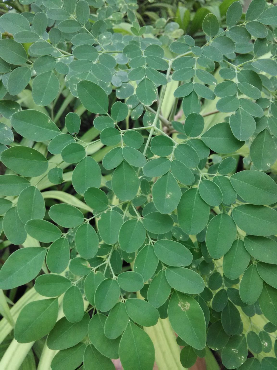 Moringa oleifera(Horseradish Tree) Richard Lyons Nursery, Inc.