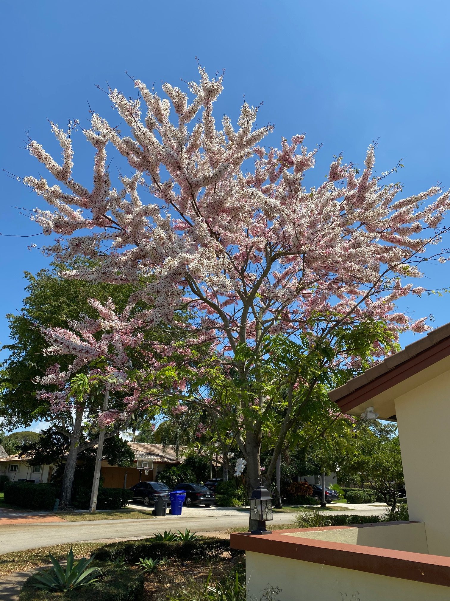 Cassia Bakeriana (Pink Shower Tree8) - Richard Lyons Nursery, Inc.