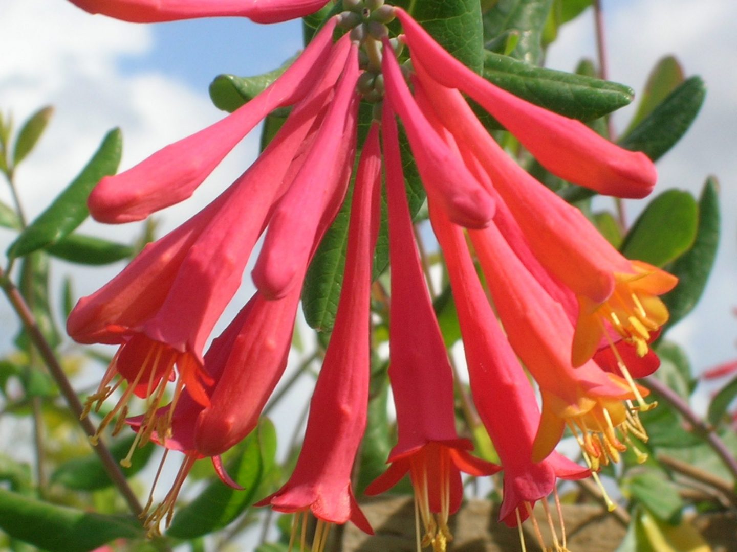 Lonicera sempervirons (Trumpet Honeysuckle) Richard Lyons Nursery, Inc.