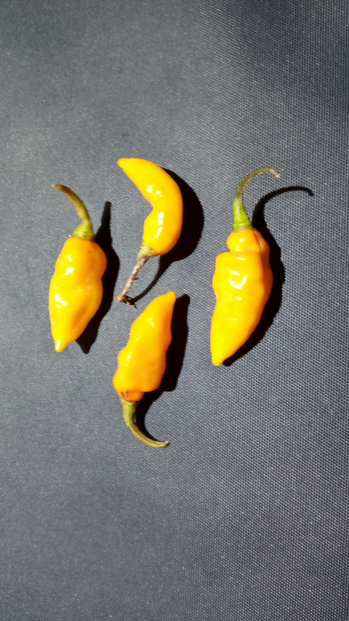 Datil Pepper Richard Lyons Nursery, Inc.
