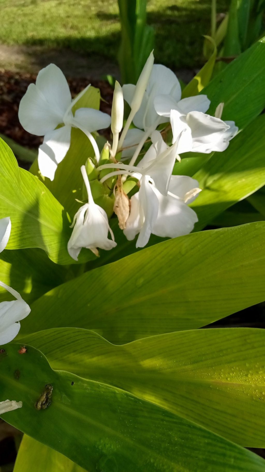 Hedychium coronarium (White Butterfly Ginger) Richard Lyons Nursery, Inc.