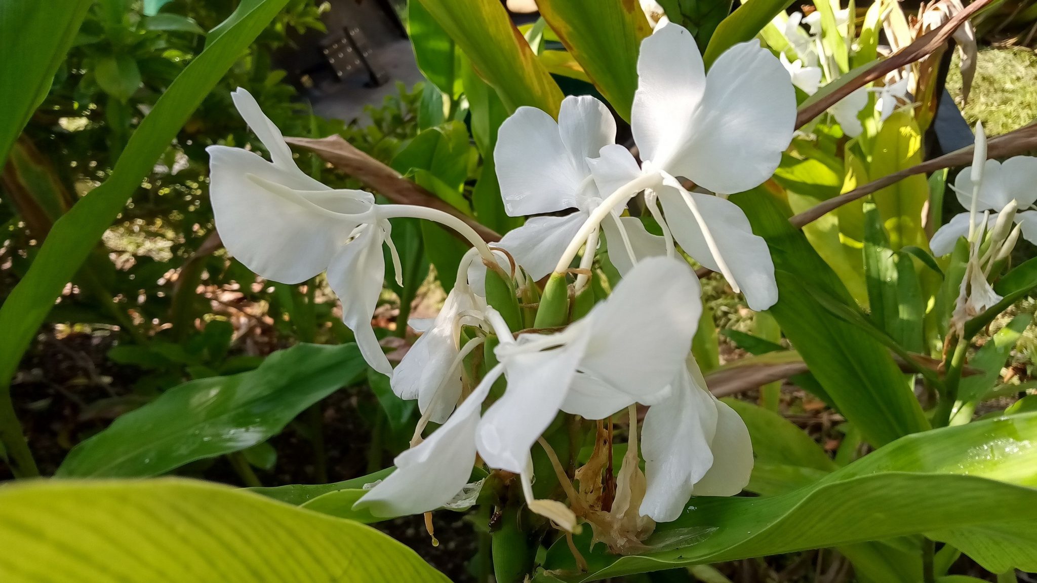 Hedychium coronarium (White Butterfly Ginger1) Richard Lyons Nursery