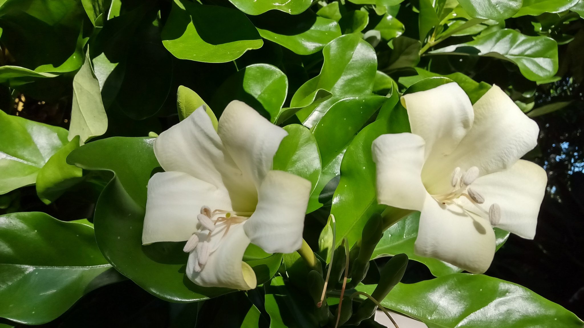 Pua Keni Keni The Perfume Flower Tree Richard Lyons Nursery, Inc.