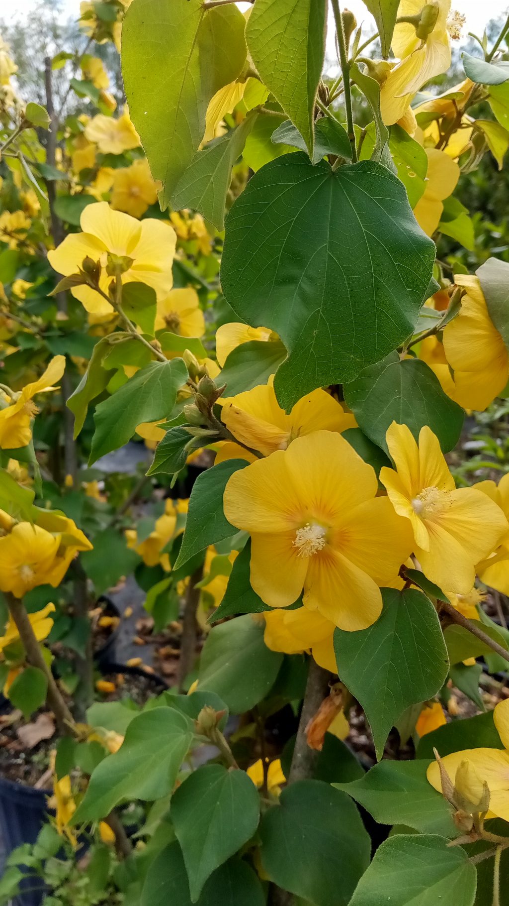 Indian Mallow or Canary Tree - Richard Lyons Nursery, Inc.