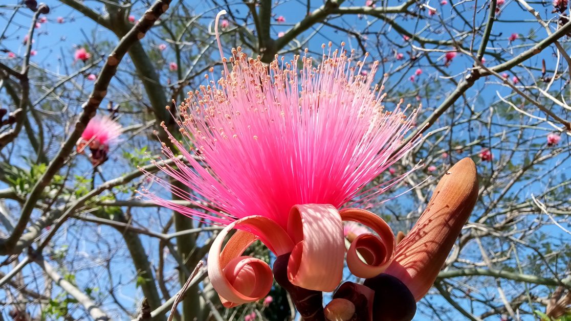Pink Shaving Brush Tree - Richard Lyons Nursery, Inc.
