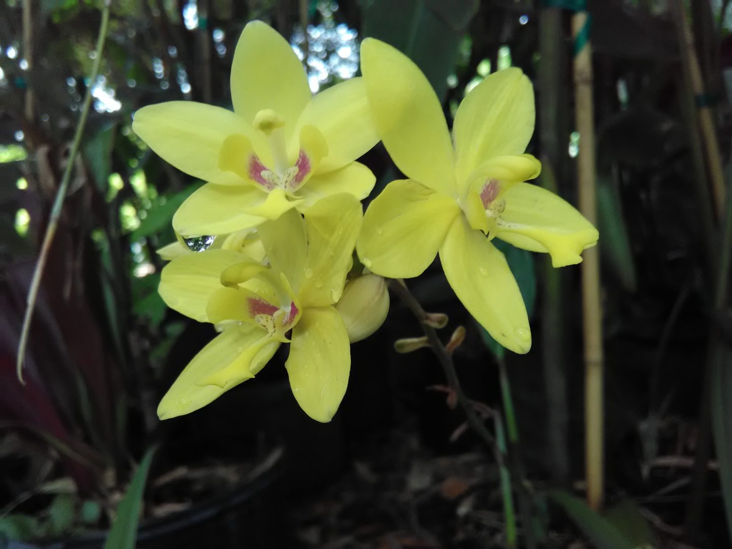 Ground Orchids - Richard Lyons Nursery, Inc.