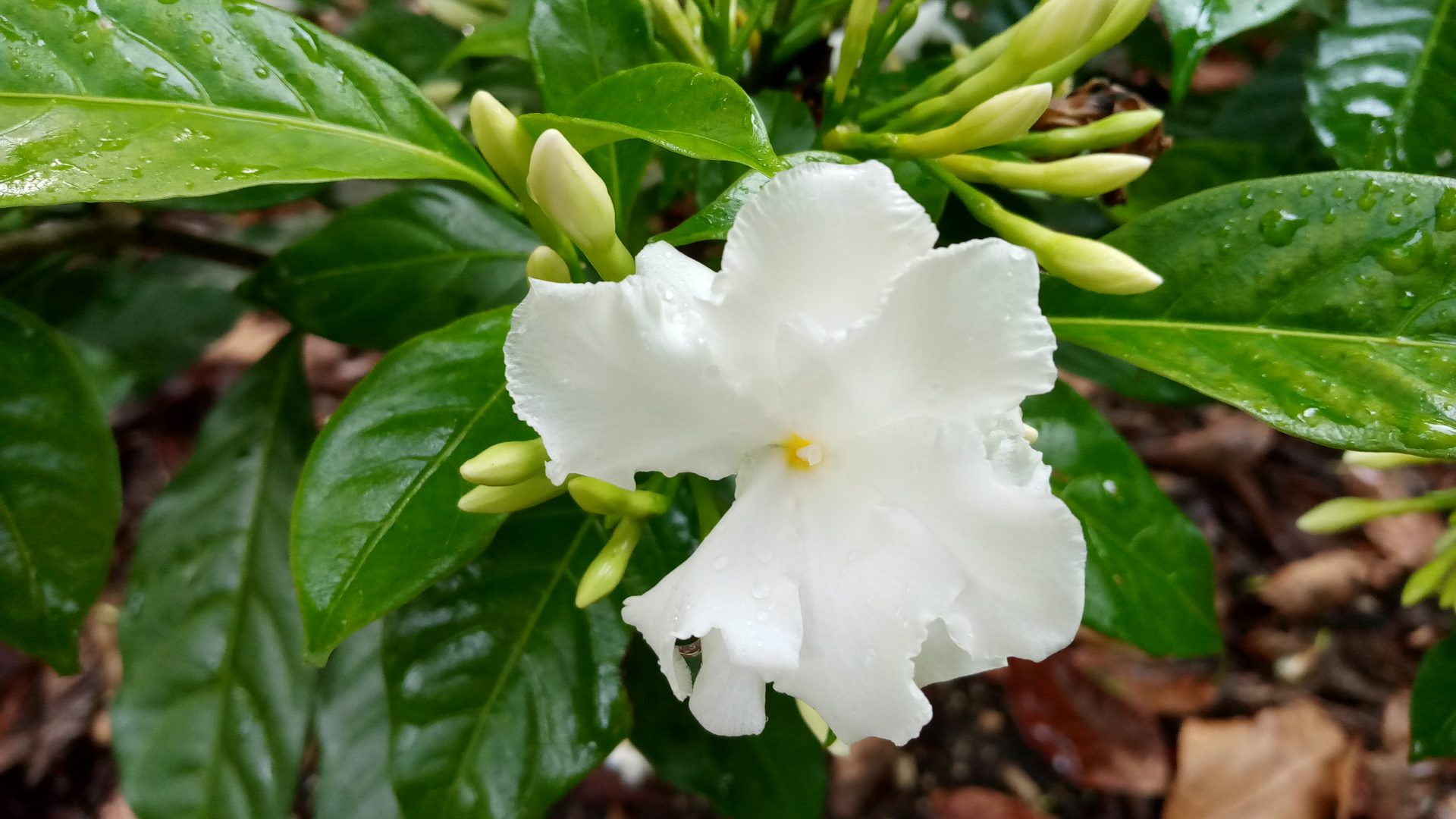 Tabernaemontana divaricata 'Flore Pleno' (Crepe Jasmine) Richard