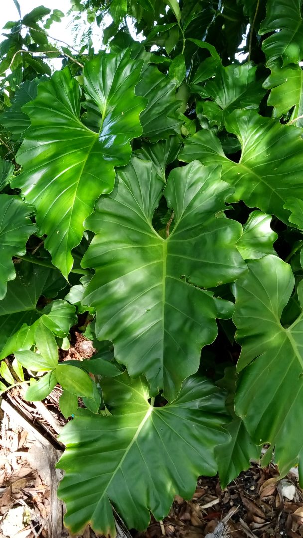 Philodendron subincisum (Giant Philodendron) Richard Lyons Nursery, Inc.
