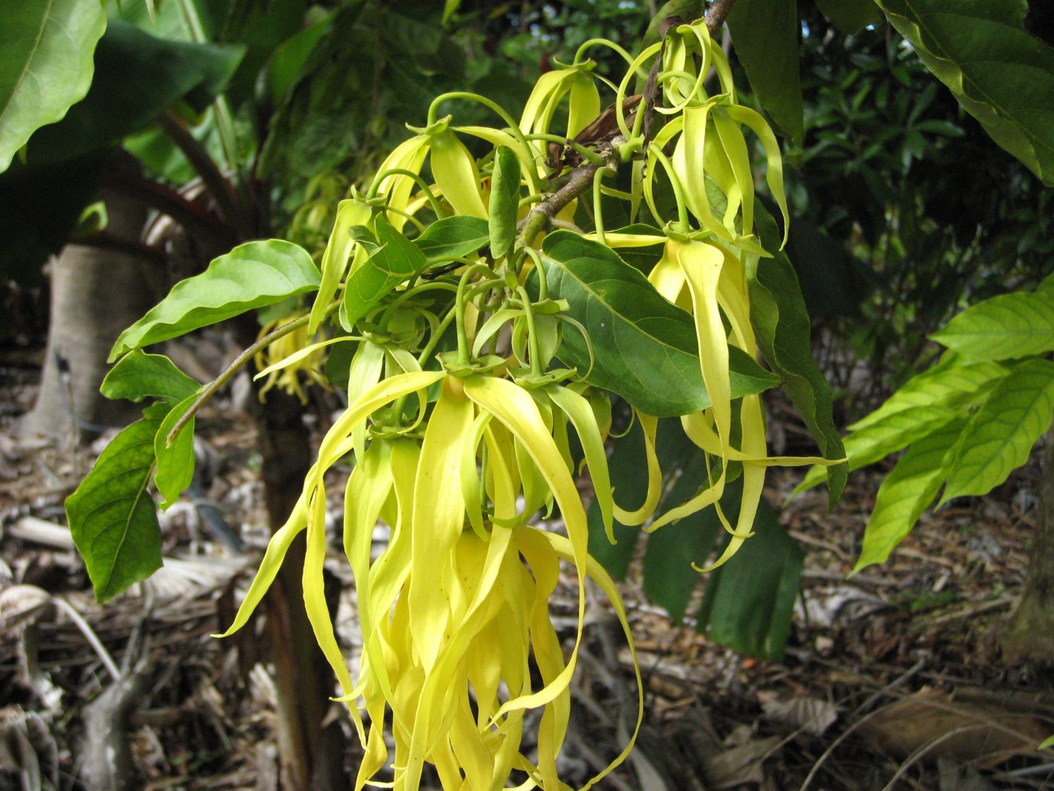 YlangYlang Tree and Dwarf YlangYlang Tree Richard Lyons Nursery, Inc.