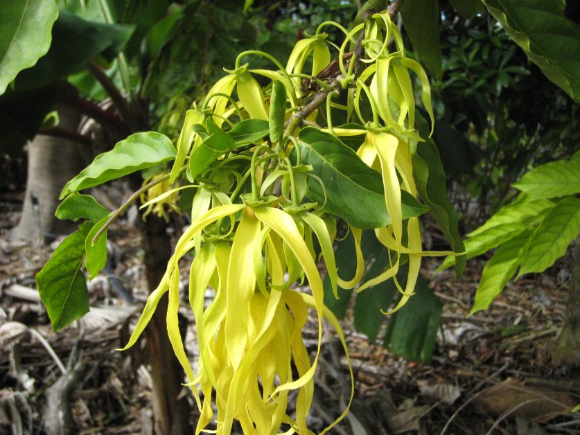 YlangYlang Tree and Dwarf YlangYlang Tree Richard Lyons Nursery, Inc.