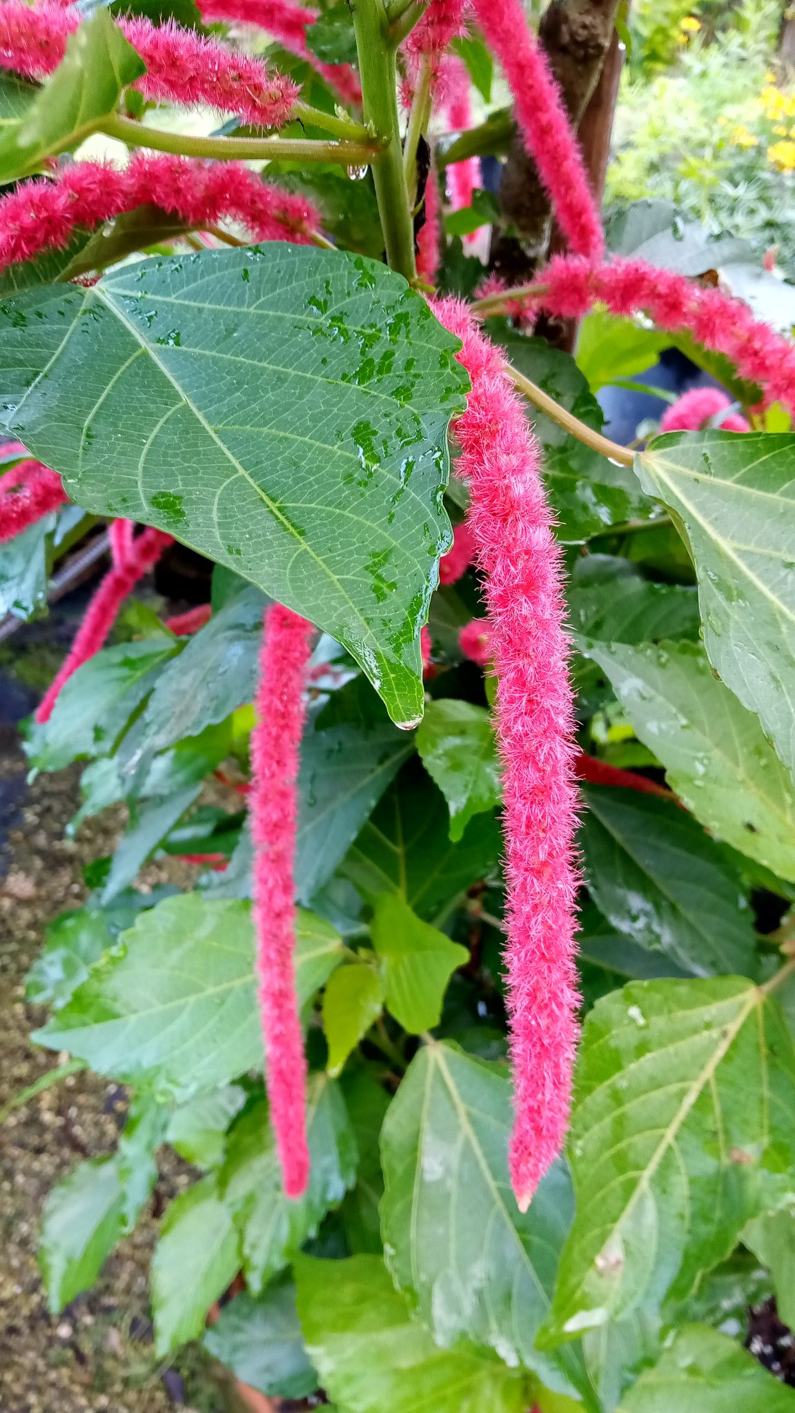 Chenille Plant Richard Lyons Nursery, Inc.