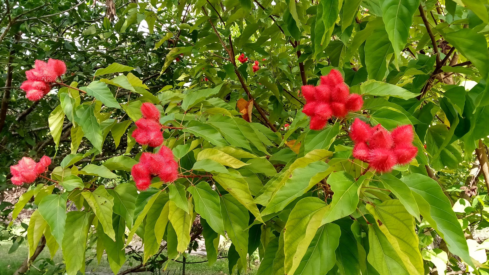 Lipstick Tree Richard Lyons Nursery, Inc.