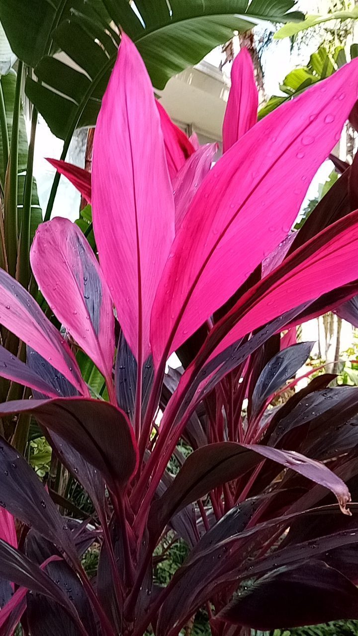 Cordyline fruticosa (Hawaiian Ti Plant 'Red Sister') Richard Lyons