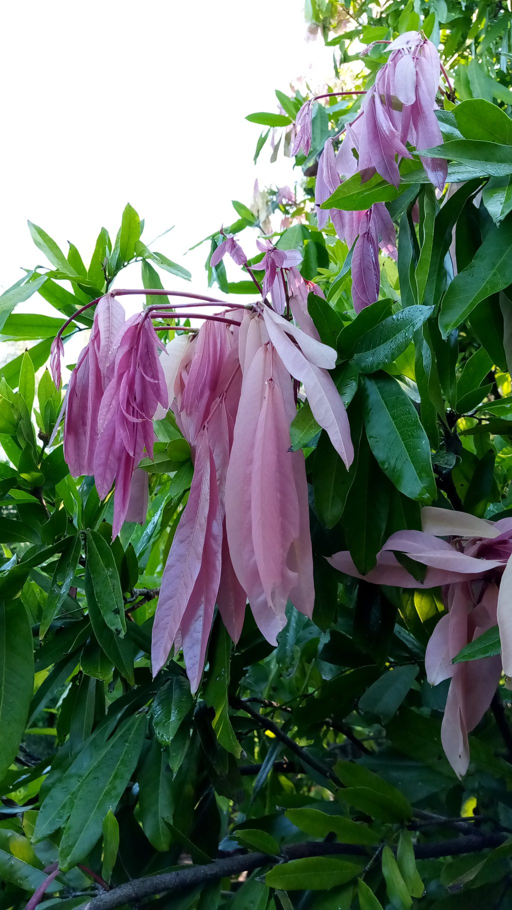 Ashoka Tree Richard Lyons Nursery, Inc.