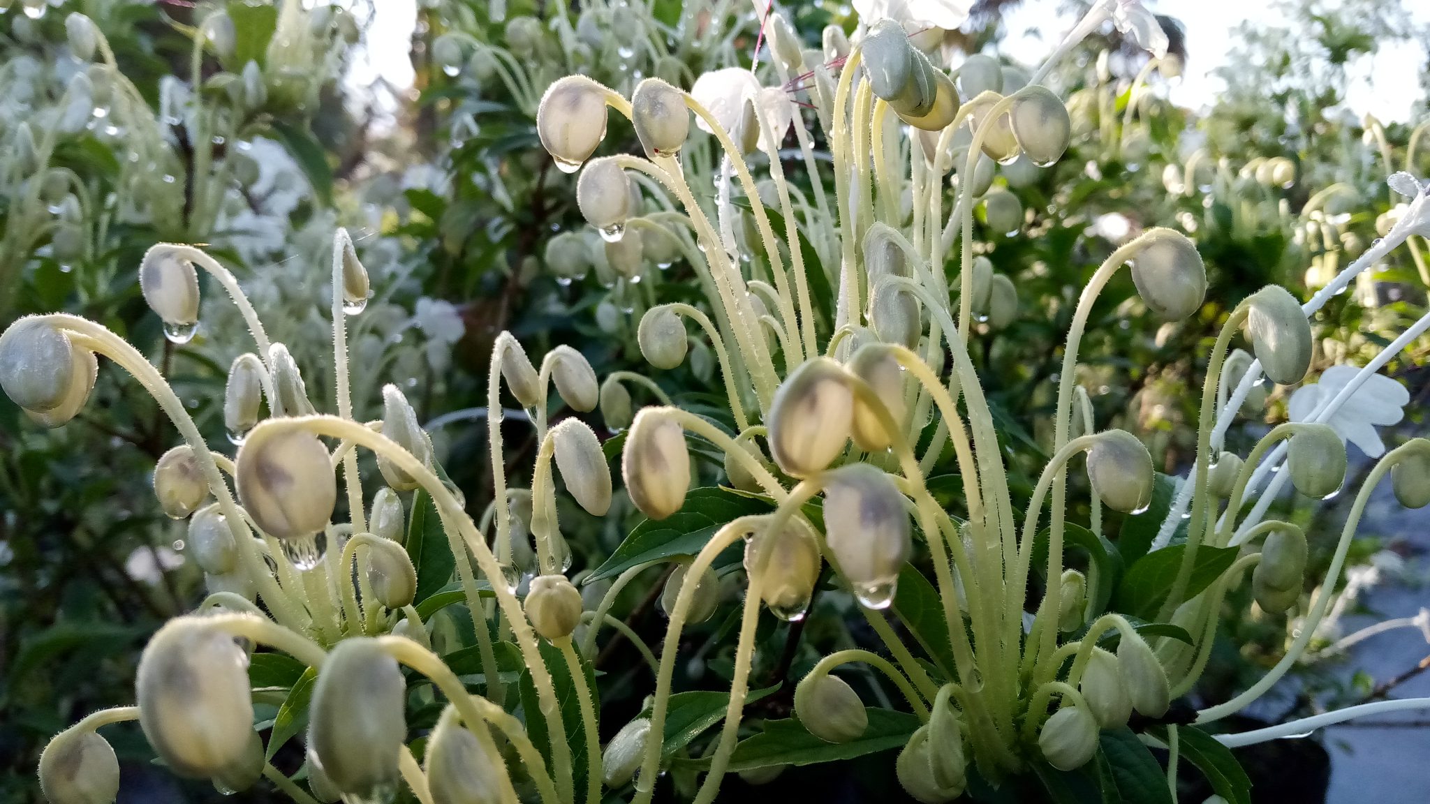 Clerodendrum incisum (Musical Note Shrub2) Richard Lyons Nursery, Inc.