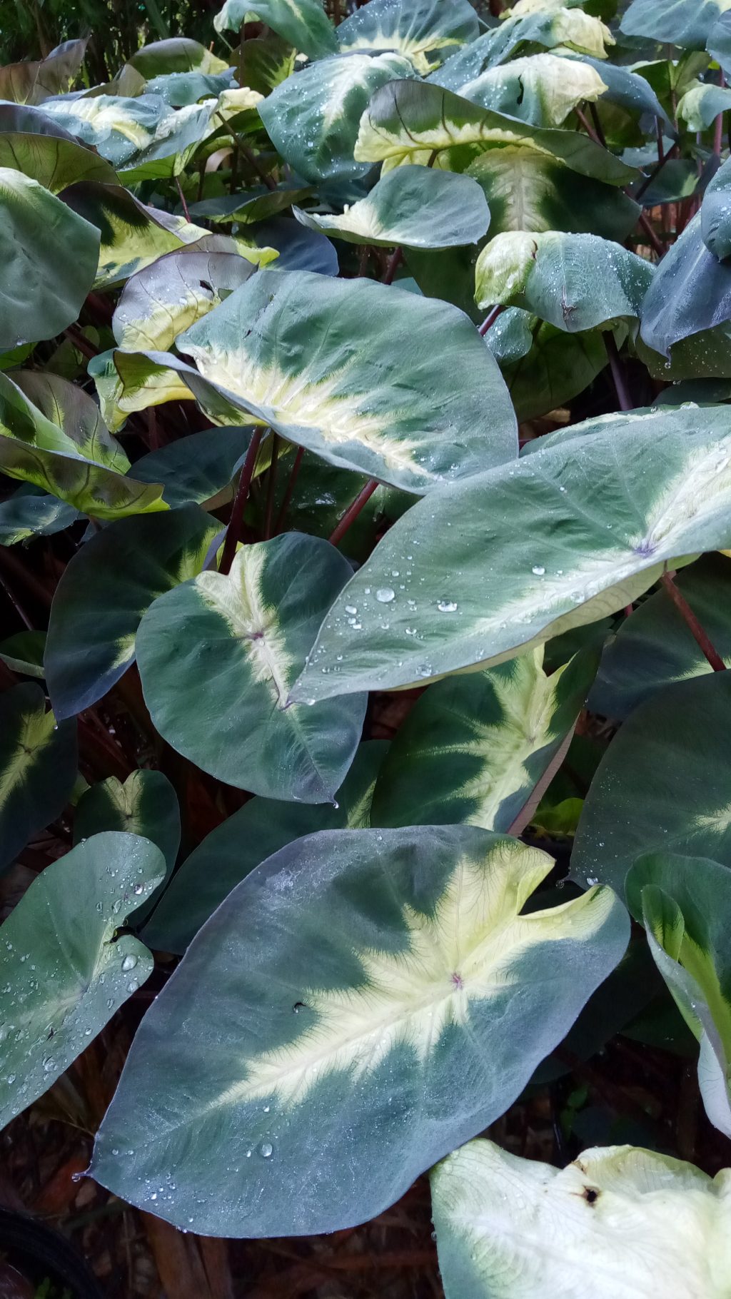 Elephant Ear 'Tropical Storm' Richard Lyons Nursery, Inc.