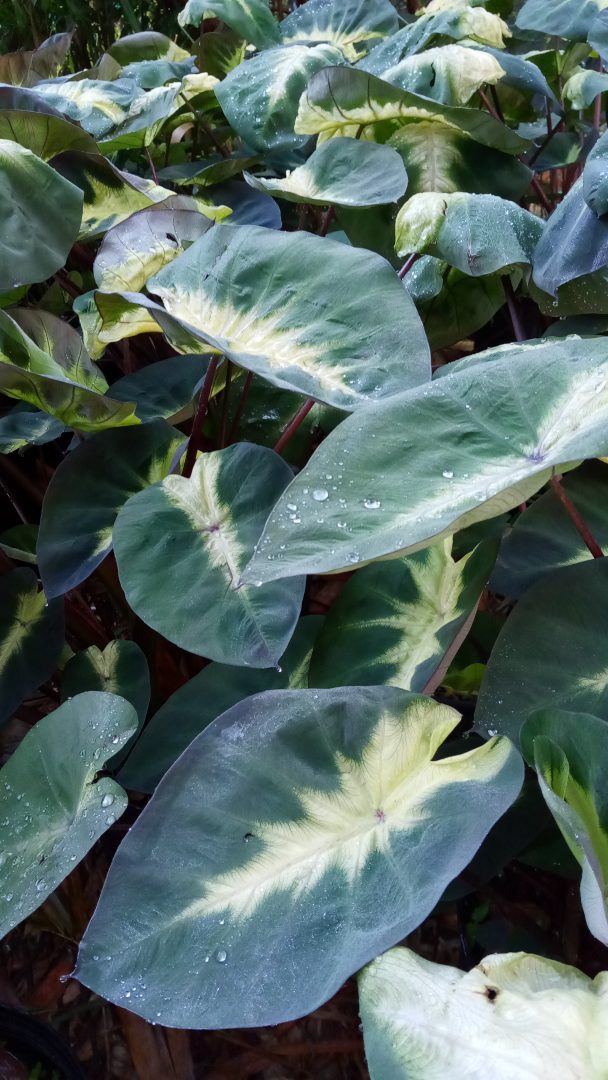 Elephant Ear 'Tropical Storm' Richard Lyons Nursery, Inc.